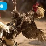 Jun88 đầu tư mạnh vào công nghệ phát trực tuyến đá gà cựa sắt
